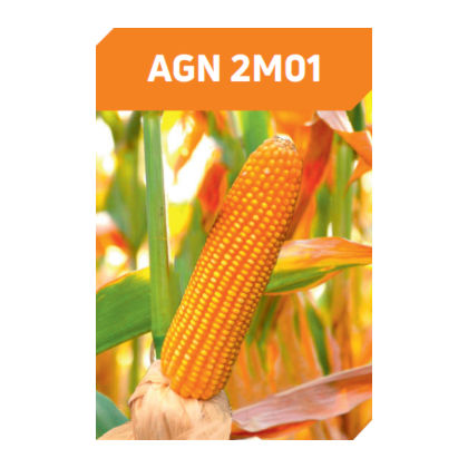 AGN 2M01