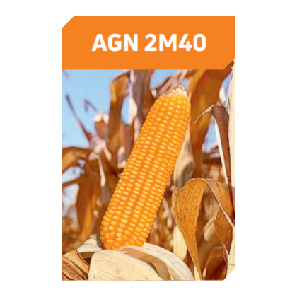 AGN 2M40