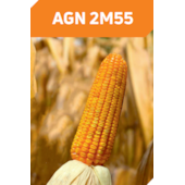 AGN 2M55