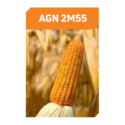 AGN 2M55