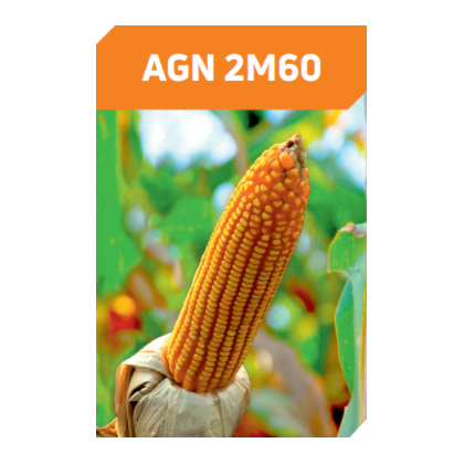 AGN 2M60