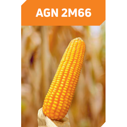 AGN 2M66