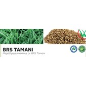 BRS TAMANI - Megathyrsus maximus cv. BRS Tamani •	Ciclo vegetativo: Perene