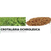 CROTALÁRIA OCHROLEUCA - Crotalaria ochroleuca Cv. C. Ochroleu