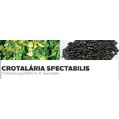 CROTALÁRIA SPECTABILIS - Crotalaria spectabilis Cv. C. Spec