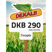 DKB 290