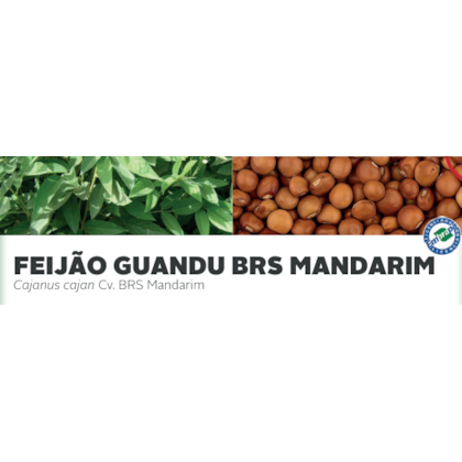 FEIJÃO GUANDU BRS MANDARIM - Cajanus cajan Cv. BRS Mandarim
