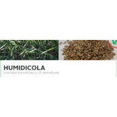 HUMIDICOLA - Urochloa humidicola cv. B. Humidicola