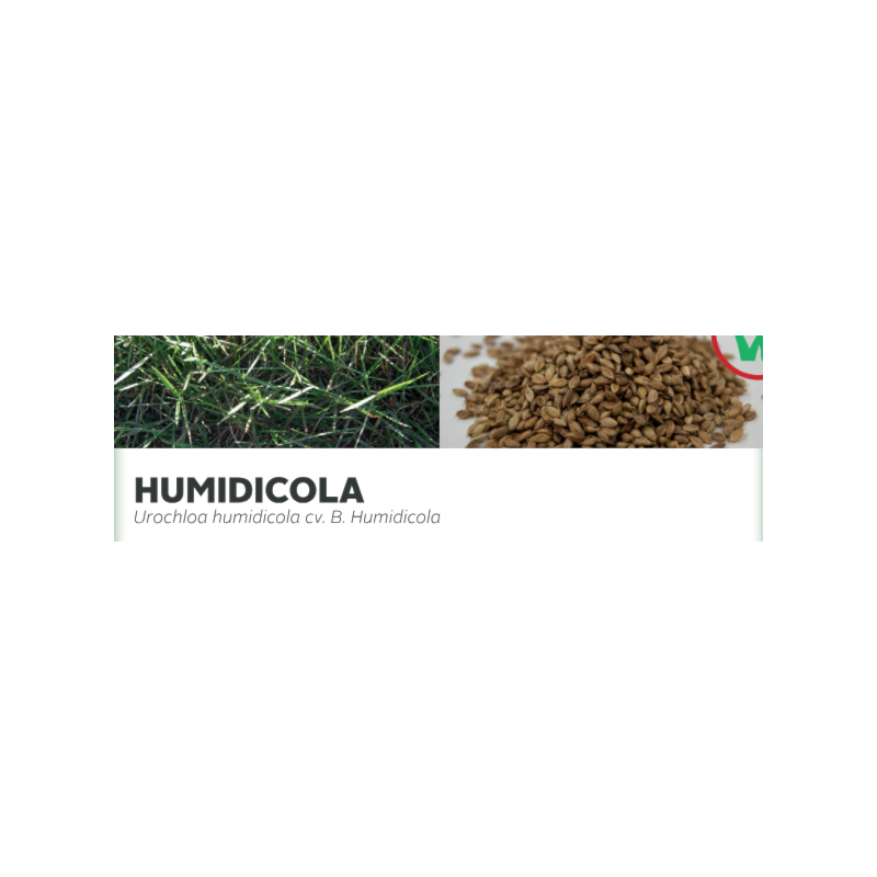 HUMIDICOLA - Urochloa humidicola cv. B. Humidicola - JPA Agro