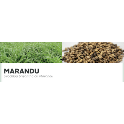 MARANDU - Urochloa brizantha cv. MaranduSuper