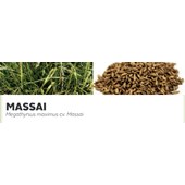 MASSAI - Megathyrsus maximus cv. Massai