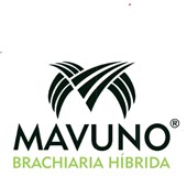 MAVUNO - Brachiaria Híbrida (Urochloa brizantha x Urochloa ruziziensis cv. Mixe Drwn 12)
