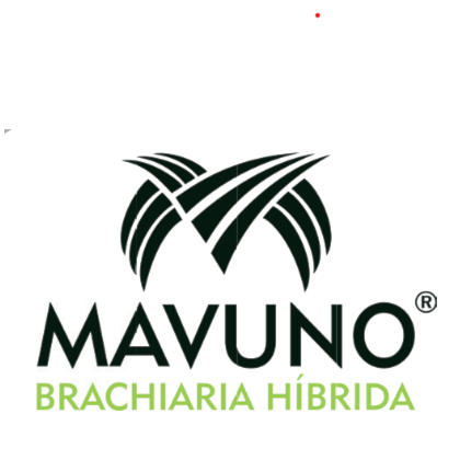 MAVUNO - Brachiaria Híbrida (Urochloa brizantha x Urochloa ruziziensis cv. Mixe Drwn 12)
