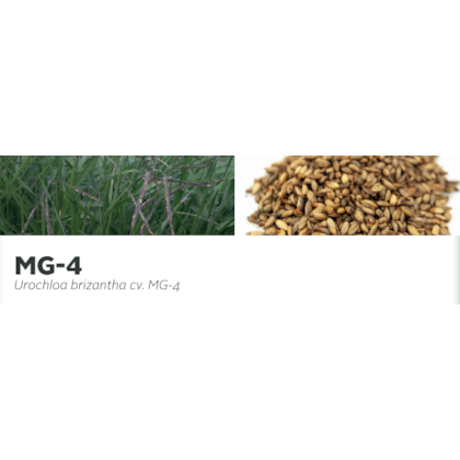 MG-4 - Urochloa brizantha cv. MG-4