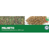 MILHETO - Penninsetum glaucum cv. BRS-1501