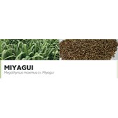 MIYAGUI - Megathyrsus maximus cv. Miyagui