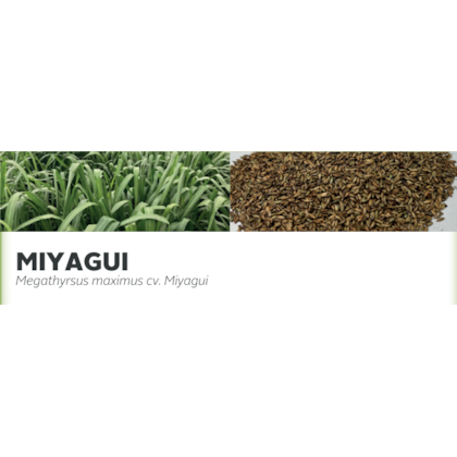 MIYAGUI - Megathyrsus maximus cv. Miyagui