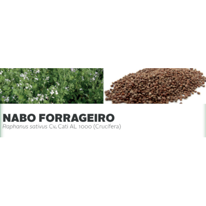 NABO FORRAGEIRO - Raphanus sativus Cv. Cati AL 1000 (Crucífera)