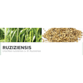 RUZIZIENSIS - Urochloa ruziziensis cv. B. Ruziziensis