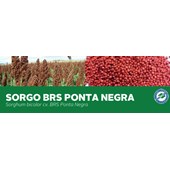 SORGO BRS PONTA NEGRA - Sorghum bicolor cv. BRS Ponta Negra