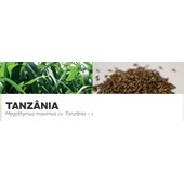 TANZÂNIA - Megathyrsus maximus cv. Tanzânia – 1
