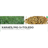 XARAÉS/MG-5=TOLEDO - Urochloa brizantha cv. Xaraés / MG-5 / Toledo XARAÉS/MG-5=TOLEDO - Urochloa brizantha cv. Xaraés / MG-5 / Toledo